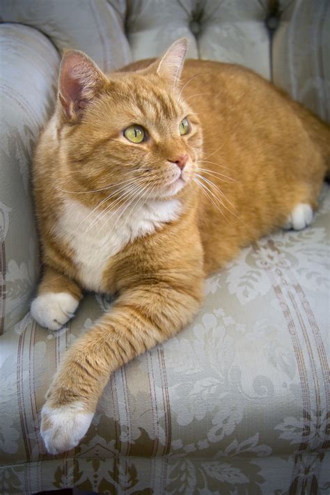 orange cat personality